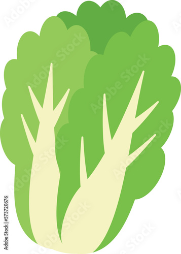 白菜のイラスト