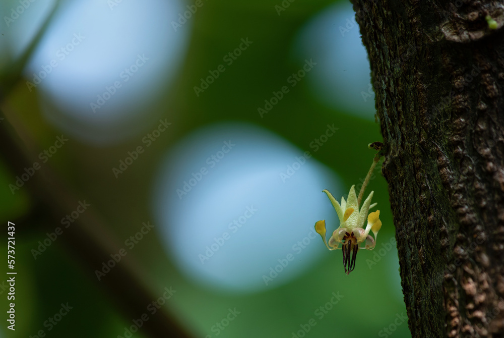 Cacao or Theobroma cacao flower on nature background. Cacao or Theobroma cacao flower on nature background.