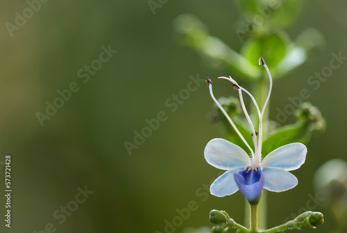 Rotheca serrata flower on nature background.