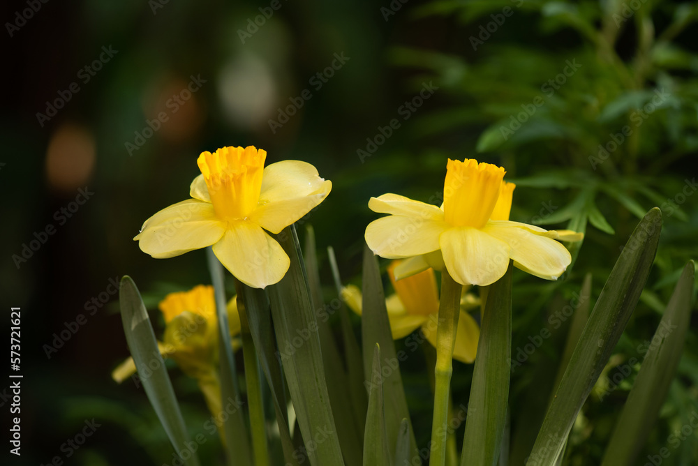 Daffodil or Narcissus flowers on nature background. Daffodil or Narcissus flowers on nature background.