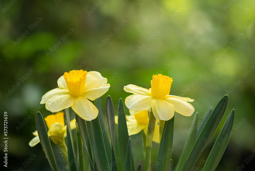 Daffodil or Narcissus flowers on nature background. Daffodil or Narcissus flowers on nature background.