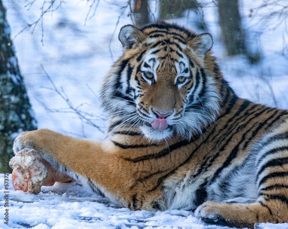 Amur tiger in snow