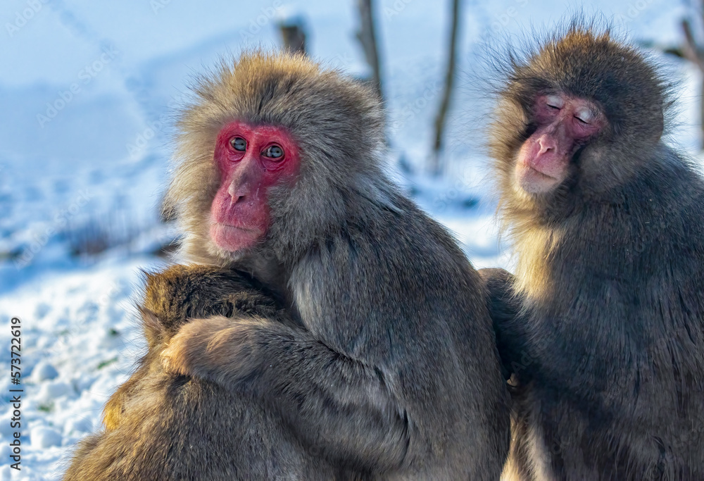 Naklejka premium mother and baby Japanese macaques in the snow