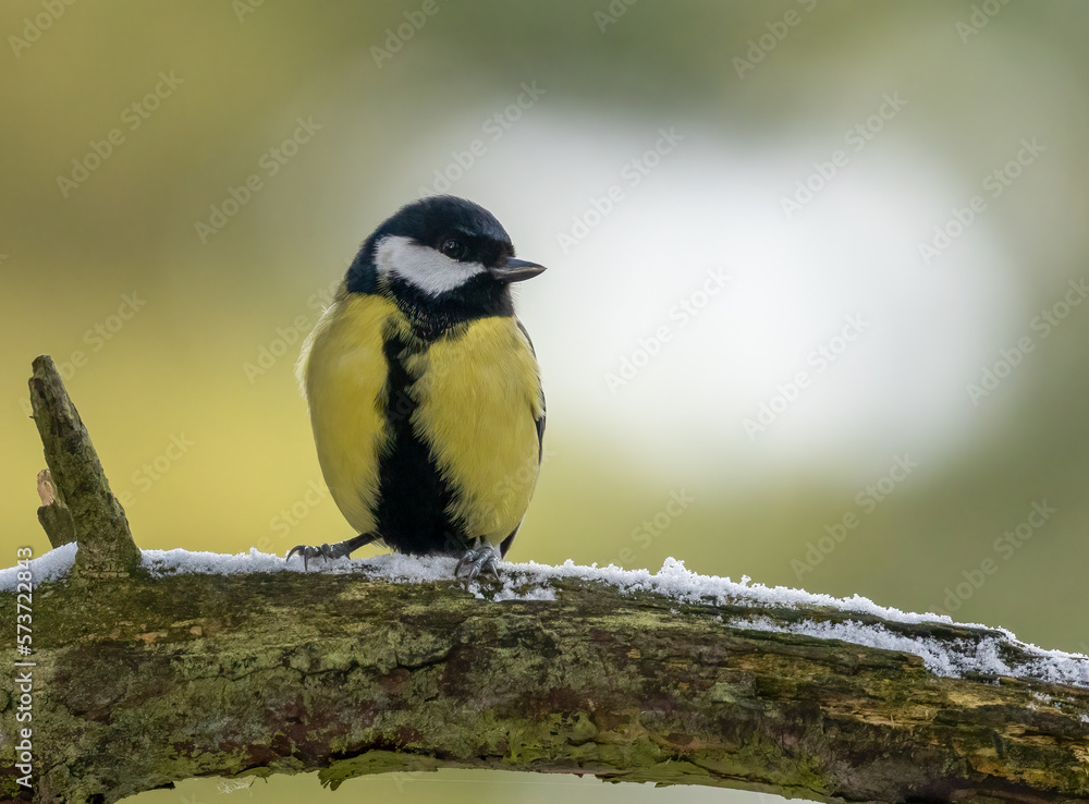 Fototapeta premium Great tit posing on a snowy branch