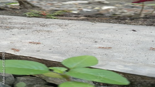 Kerengga, shells or rangrang are large red ants which are known to have a high ability in forming webbing for their nests. photo