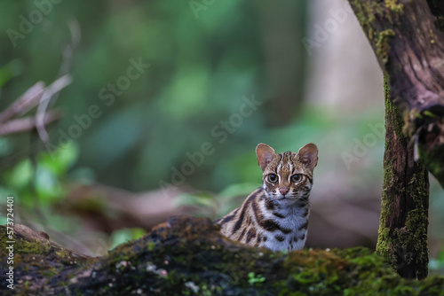 leopard cat in the Phu Khieo Wildlife Sanctuary, Thailand.
