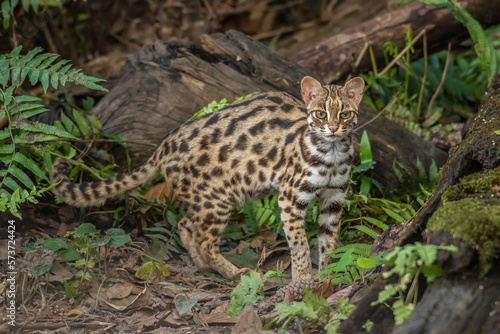 leopard cat in the Phu Khieo Wildlife Sanctuary, Thailand. © sunti