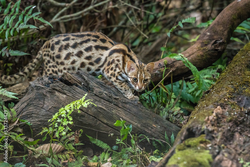 leopard cat in the Phu Khieo Wildlife Sanctuary, Thailand.
