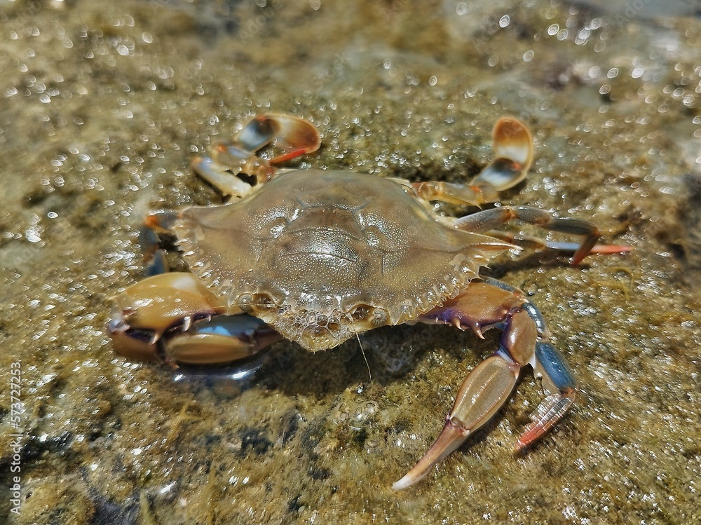 Blue crab (Callinectes sapidus). Crustacean on Madre de Deus Beach, Bahia - Brazil. Blue crab (Callinectes sapidus). Crustacean on Madre de Deus Beach, Bahia - Brazil.