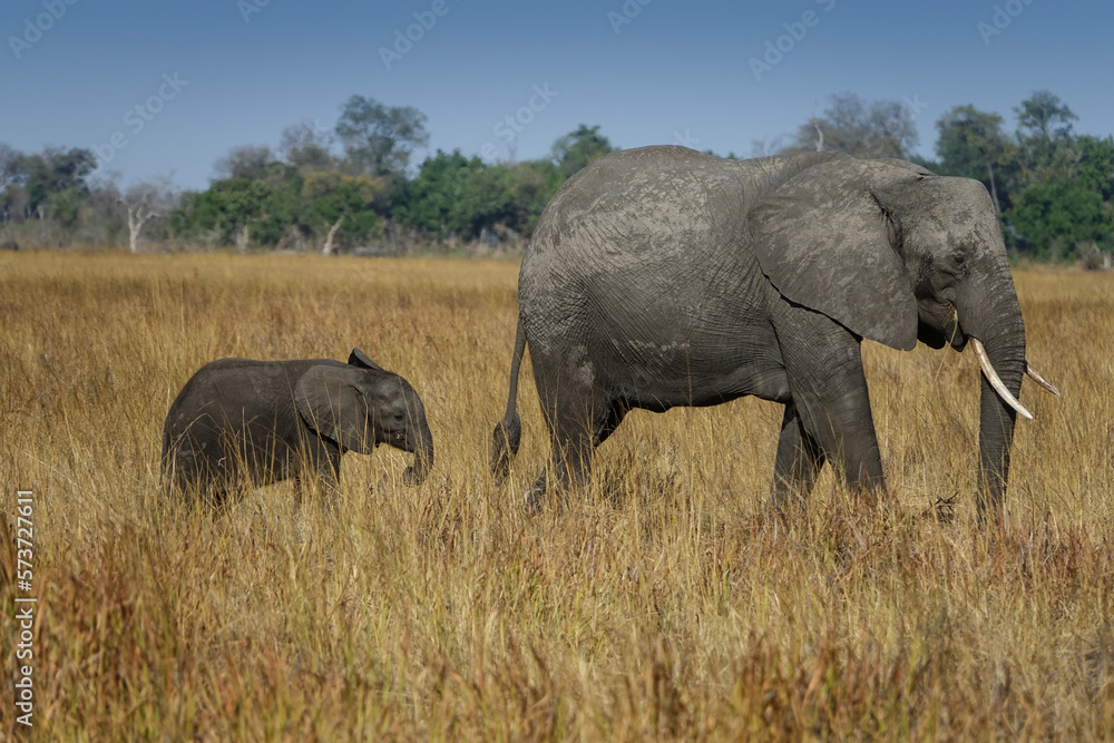  Baby Elephant Following Mama