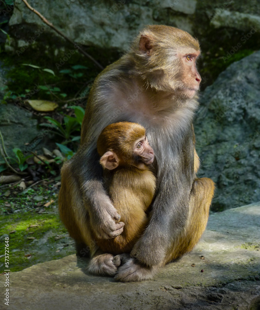 Rhesus Macaque Mother and Baby Rhesus Macaque Mother and Baby
