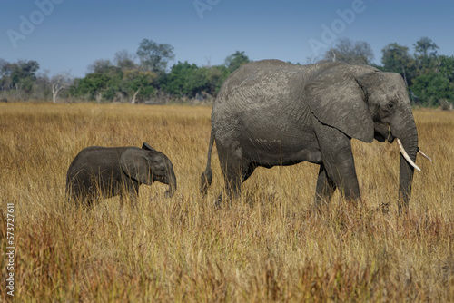  Baby Elephant Following Mama