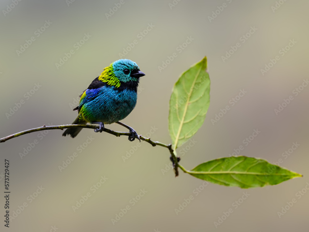 Green-headed Tanager on tree branch, portrait in Atlantic Rainforest Green-headed Tanager on tree branch, portrait in Atlantic Rainforest