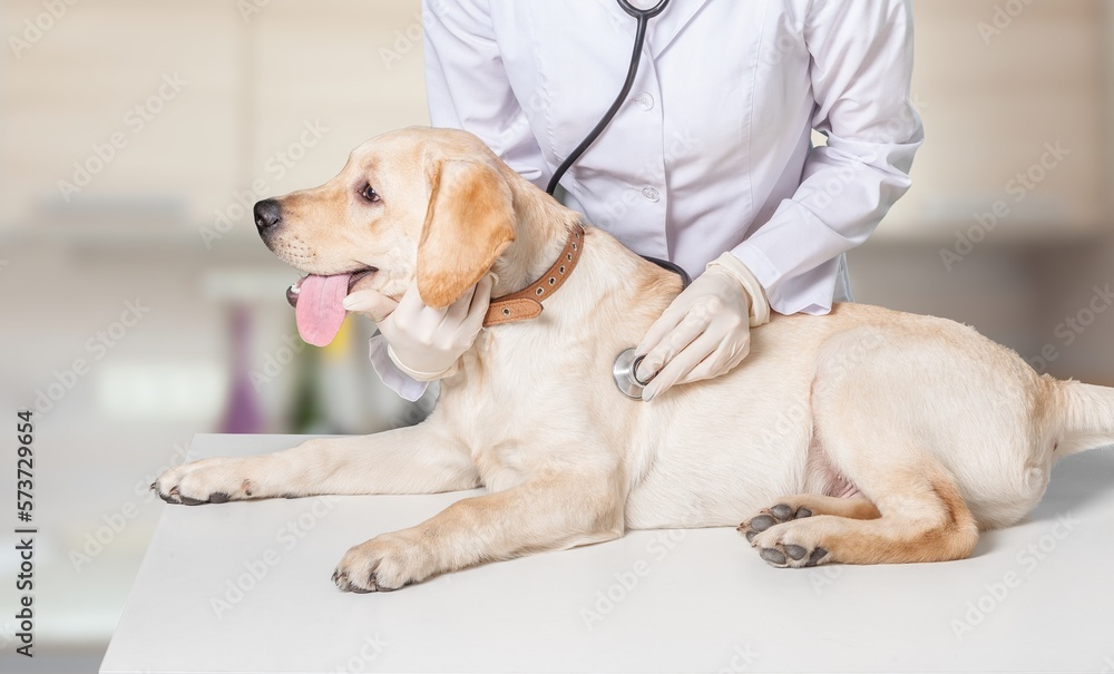 Cute domestic dog pet at vet clinic