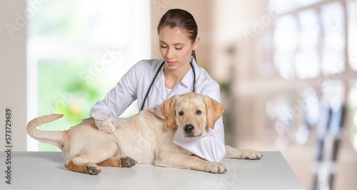 Cute domestic dog pet at vet clinic