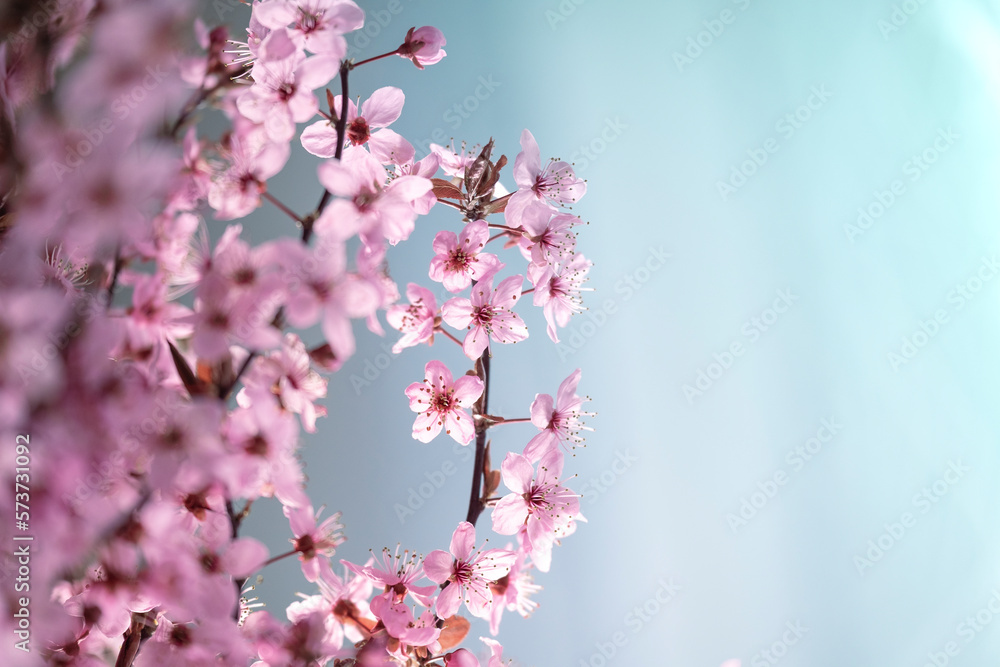 pink spring background.spring time. Pink flower on a blue background.Spring beautiful blooming background in pink and purple color.Beautiful spring wallpaper. pink spring background.spring time. Pink flower on a blue background.Spring beautiful blooming background in pink and purple color.Beautiful spring wallpaper.