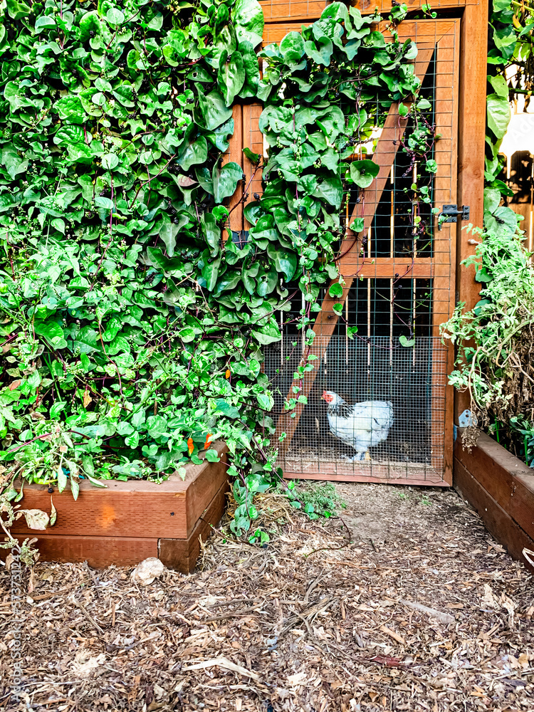 Fotografie backyard chickens in an organic garden