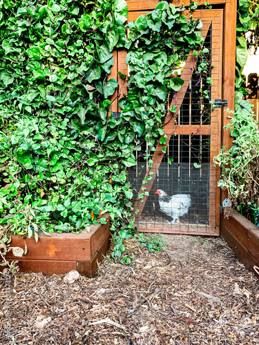 Картината върху платно backyard chickens in an organic garden