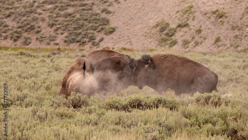 Flying dust kicked up by three American Bison Buffalo bulls fighting in Hayden Valley in Yellowstone National Park United States