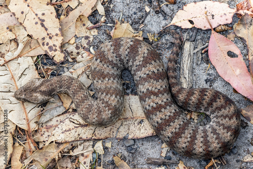 Fototapeta premium Highly Venomous Australian Common Death Adder