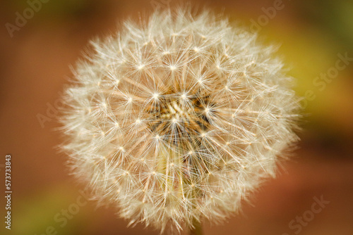 Dandelion Head