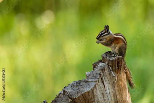 Chipmunk eating a snack.