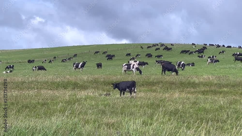 Large herd of cattle dairy and beef cows on a hill in Northland New Zealand Large herd of cattle dairy and beef cows on a hill in Northland New Zealand
