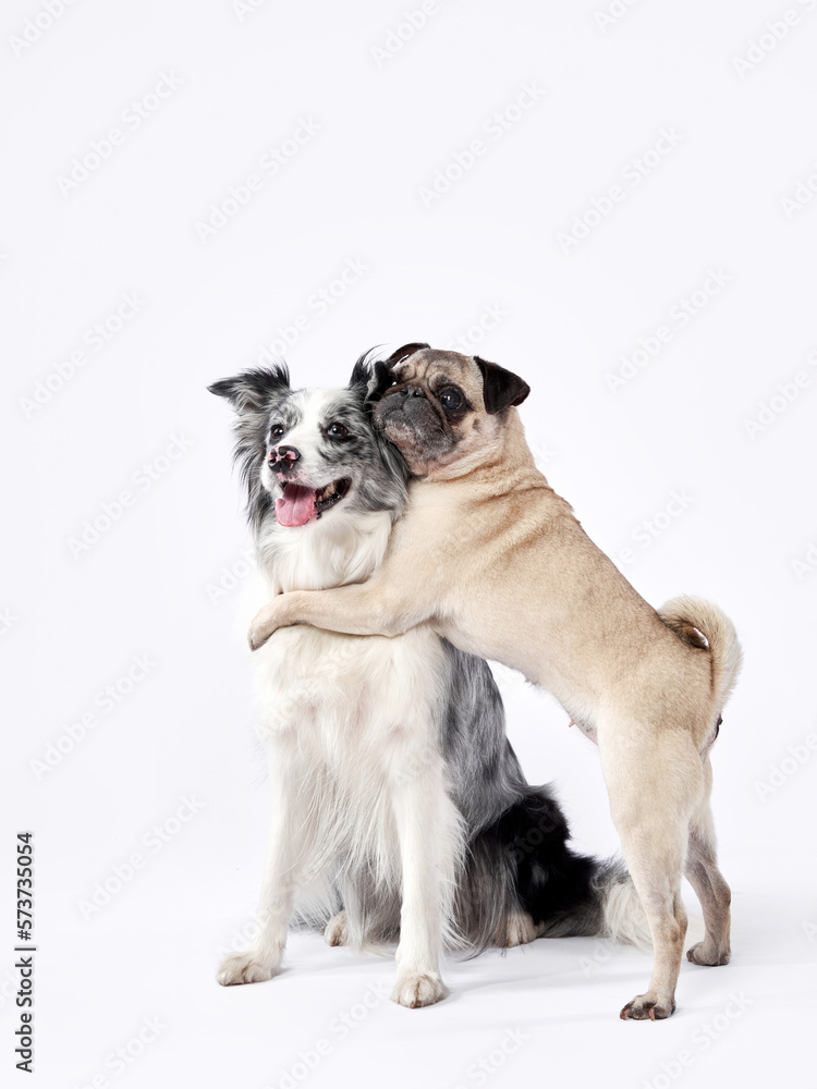Funny small dog hugs a big one. Two pets together. pug and border collie on white background