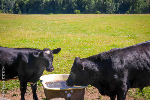 Cows drinking from the bathtub