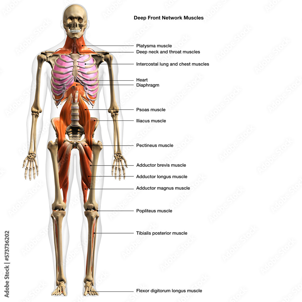 Full Body Diagram of Male Deep Front Network of Muscles on White ...