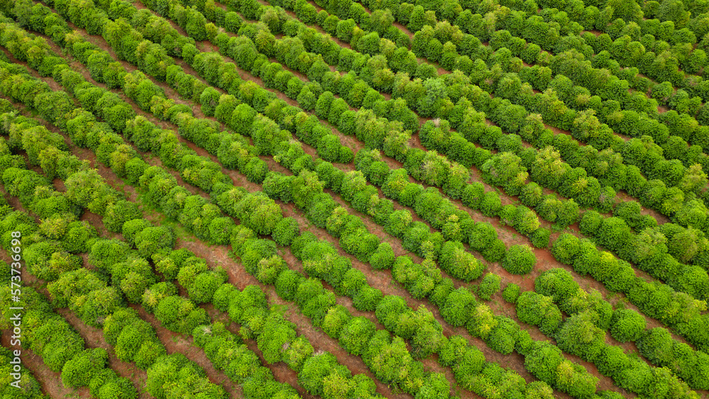 aerial view coffee plantation in the state of Paraná - Brazil aerial view coffee plantation in the state of Paraná - Brazil