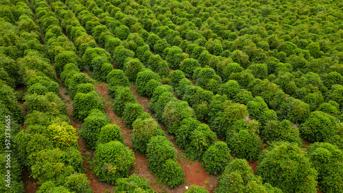 aerial view coffee plantation in the state of Paraná - Brazil © Jair