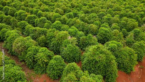 aerial view coffee plantation in the state of Paraná - Brazil