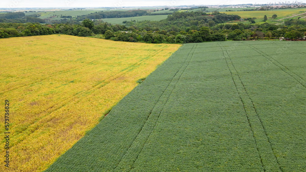 Fototapeta premium soybeans, soybeans or soy crop leaves top view. healthy soybean crop planted very close together. Aerial view of soybean plantation.