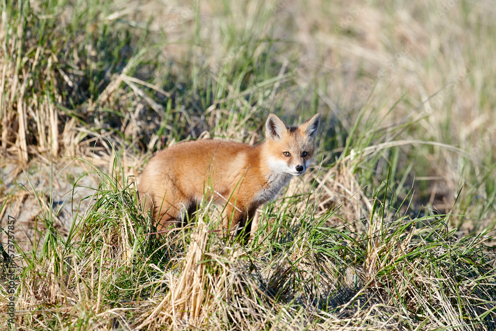 Red Fox among sand dunes, Crescent Beach, Nova Scotia, Canada Red Fox among sand dunes, Crescent Beach, Nova Scotia, Canada