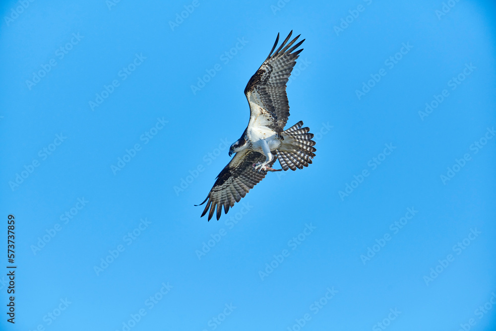 Osprey (Pandion haliaetus) carrying fish, Petite Riviere, Nova Scotia, Canada Osprey (Pandion haliaetus) carrying fish, Petite Riviere, Nova Scotia, Canada