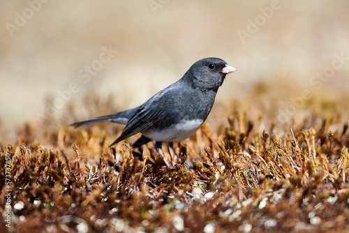 Male Dark-eyed Junco (Junco hyemalis) Slate-colored sub-group, foraging for seed in garden,  Cherry Hill, Nova Scotia, Canada, photo