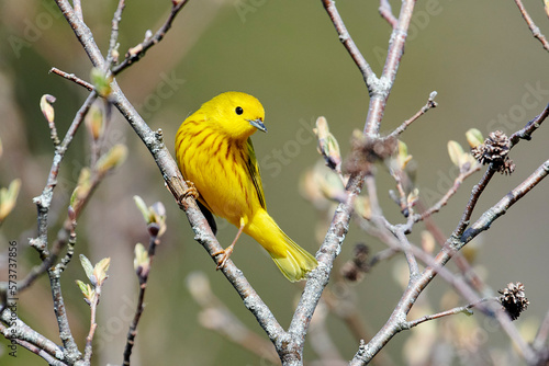 Yellow Warbler (Dendroica petechia) perched in a small tree, Crescent Beach, Nova Scotia, Canada