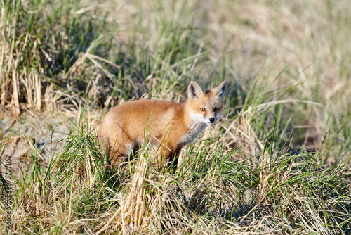 Red Fox among sand dunes, Crescent Beach, Nova Scotia, Canada © PL-Pix