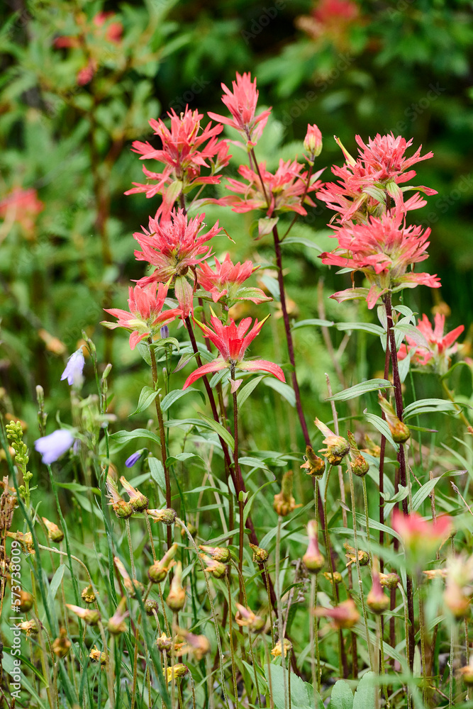 Giant red Indian Paintbrush (Castijella miniata), , Kananaskis Country, Alberta, Canada. Giant red Indian Paintbrush (Castijella miniata), , Kananaskis Country, Alberta, Canada.