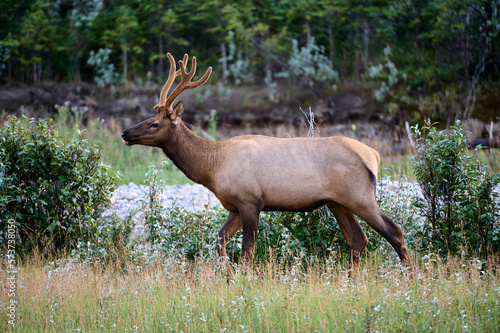 Bull Elk   Wapiti   Cervus canadensis  Bow River  Canmore  Alberta  Canada 