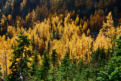 Larch trees (Larix decidua) among evergreen firs from Saddle Mountain Trail, Banff National Park, Alberta, Canada,