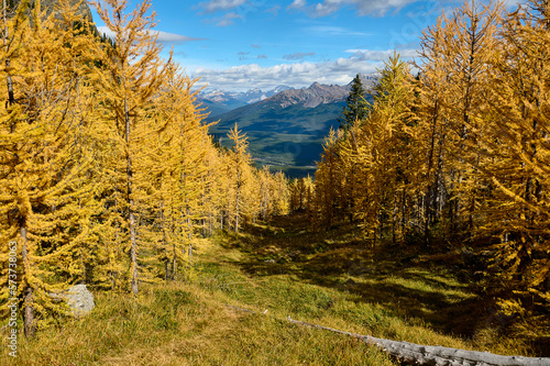 Larch trees (Larix decidua) among evergreen firs from Saddle Mountain Trail, Banff National Park, Alberta, Canada,