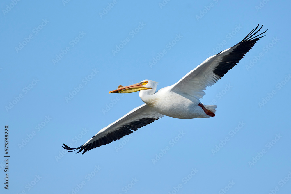 American white pelican (Pelecanus erythrorhynchos) in flight Frank Lake, Alberta, Canada American white pelican (Pelecanus erythrorhynchos) in flight Frank Lake, Alberta, Canada