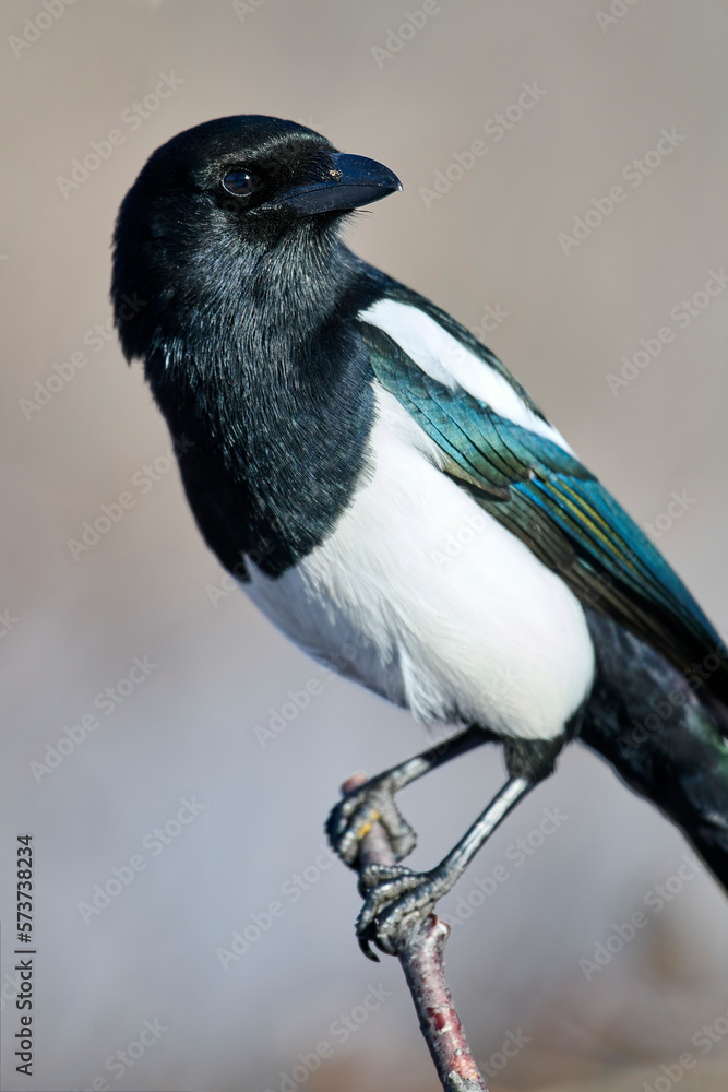 Obraz premium Head detail of Black-billed magpie (Pica hudsonia), Calgary, Prince's Island Park, Alberta, Canada