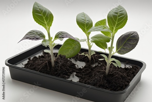 Close up of eggplant seedlings in a seedling tray before being planted. Generative AI