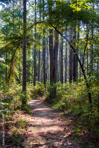 path in the woods