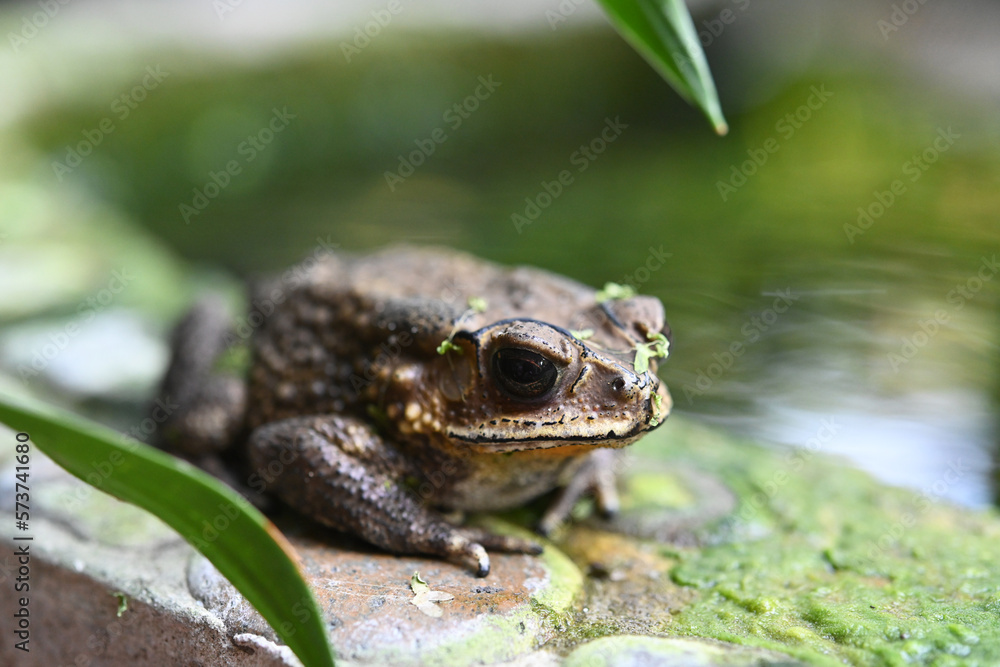 Obraz premium portrait photo of common asiatic toad beside pond