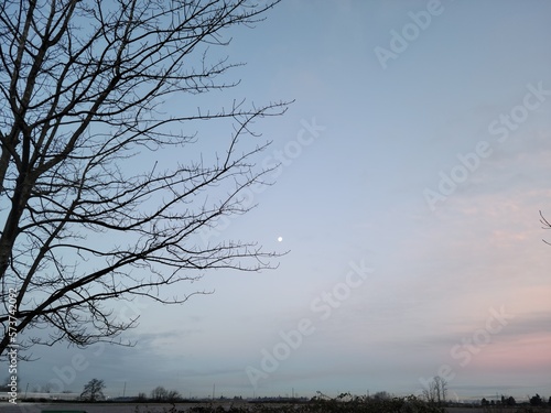 Tree and sky