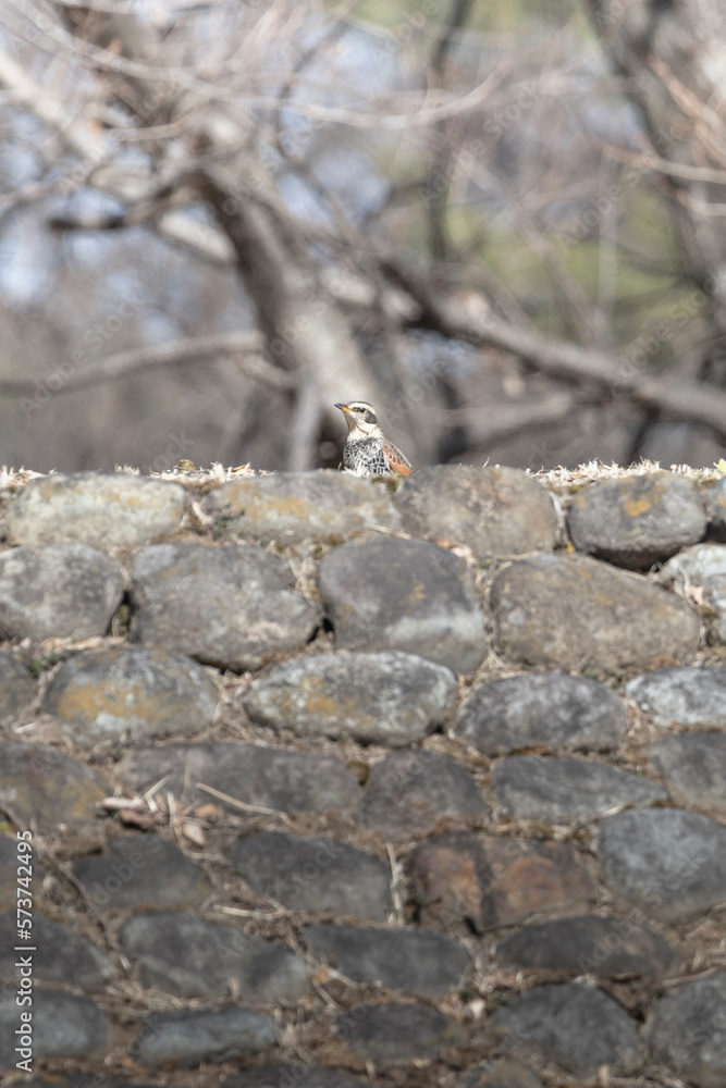 Fototapeta premium 石垣の上で辺りを見渡すツグミ